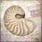 Beach Shell III Poster Print by Elizabeth Medley - Item # VARPDX9341B